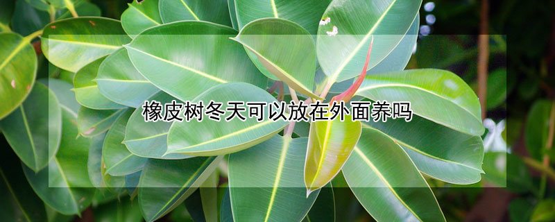 橡皮树冬天可以放在外面养吗 橡皮树冬天能放在外面吗?