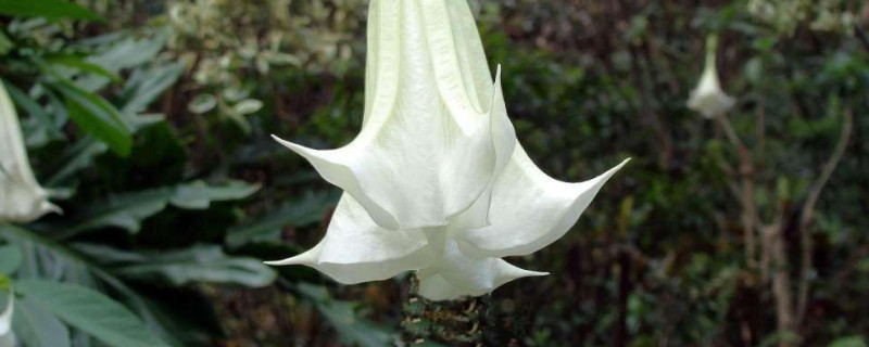 曼陀罗花语是什么意思（粉色曼陀罗花语是什么意思）