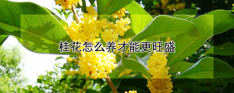 桂花怎么养才能更旺盛（地栽桂花怎么养才能更旺盛）