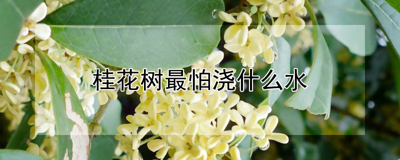 桂花树最怕浇什么水 桂花树浇水注意事项