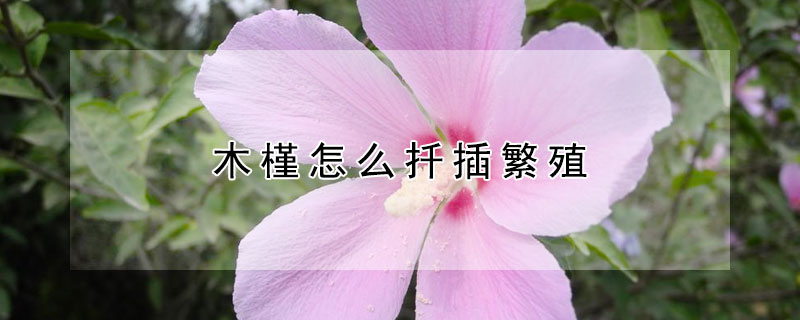 木槿怎么扦插繁殖(木槿扦插繁殖方法)