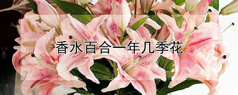 香水百合一年几季花（香水百合几年开花）