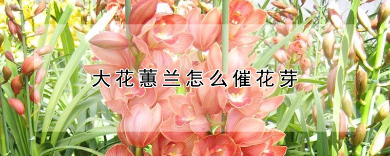 大花蕙兰怎么催花芽 大花蕙兰发芽后怎么养