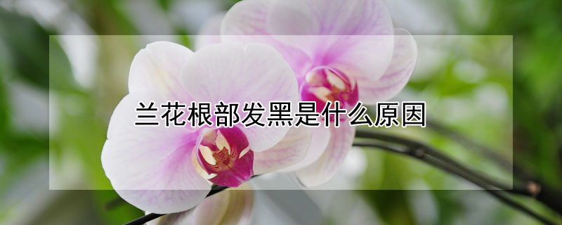 兰花根部发黑是什么原因(兰花的根发黑)