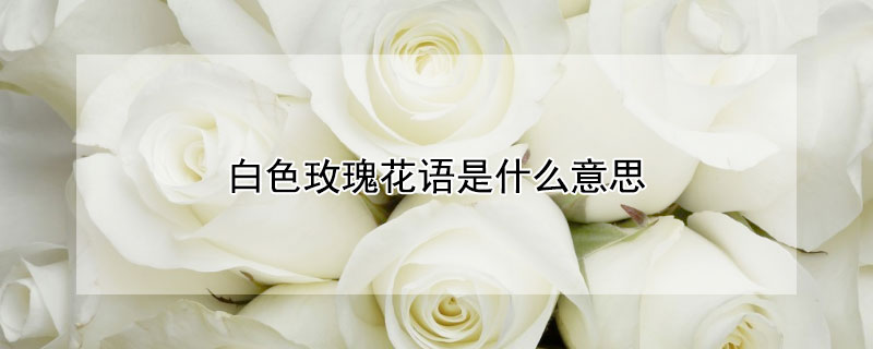 白色玫瑰花语是什么意思（白色玫瑰花语是什么意思 寓意）