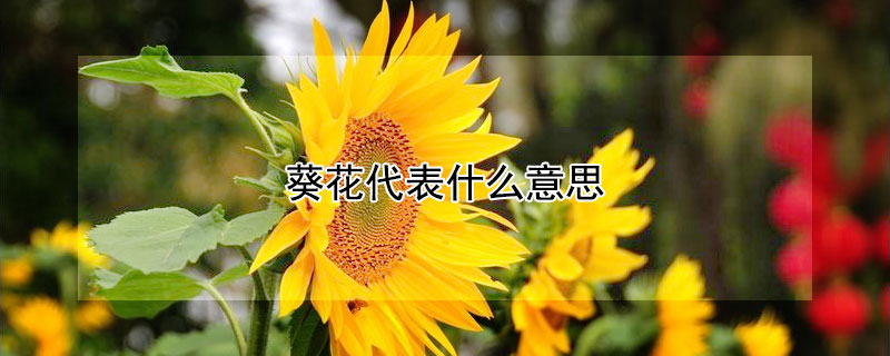 葵花代表什么意思 高考葵花代表什么意思