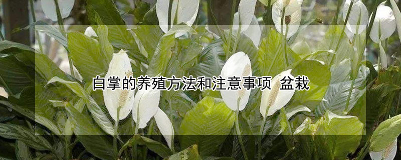 白掌的养殖方法和注意事项(水培白掌的养殖方法和注意事项)