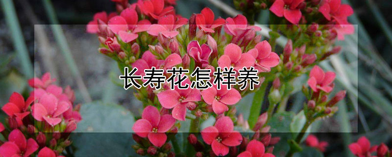 长寿花怎样养（长寿花怎样养叶片又大又厚）