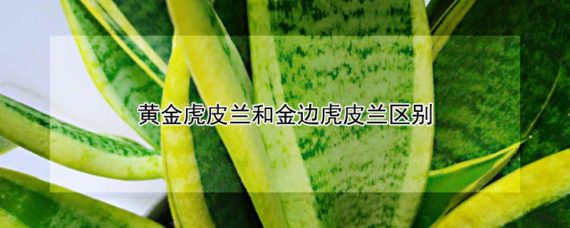 黄金虎皮兰和金边虎皮兰区别 金边虎皮兰与黄金虎皮兰的区别