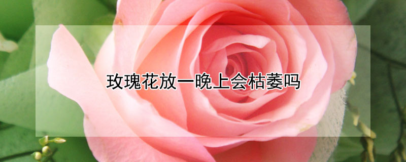 玫瑰花放一晚上会枯萎吗 玫瑰花过夜会不会枯萎