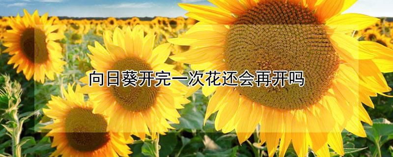 向日葵开完一次花还会再开吗（向日葵只开一次花吗）