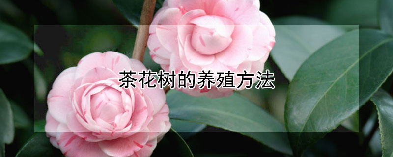 茶花树的养殖方法 茶花树的养殖方法施什么肥
