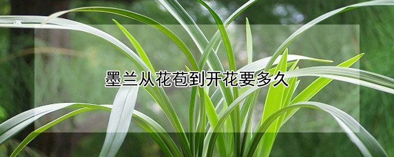 墨兰从花苞到开花要多久（墨兰什么时间长花苞）