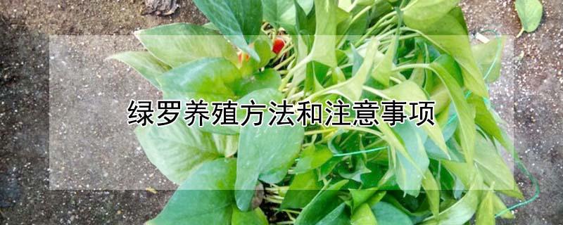 绿罗养殖方法和注意事项 绿罗的养殖方法和注意事项绿绿罗