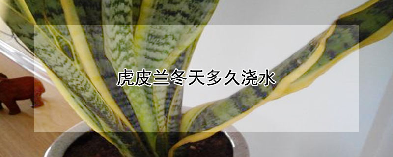 虎皮兰冬天多久浇水 虎皮兰冬天多久浇一次水比较好