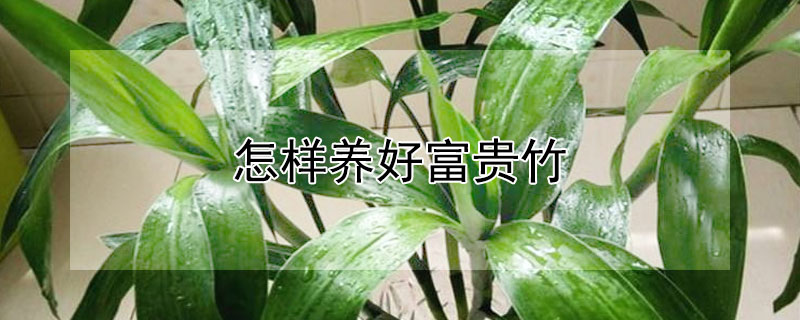 怎样养好富贵竹 富贵竹养护