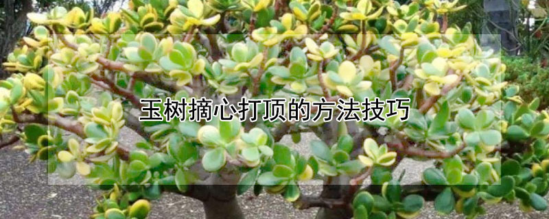 玉树摘心打顶的方法技巧 如何给玉树打顶