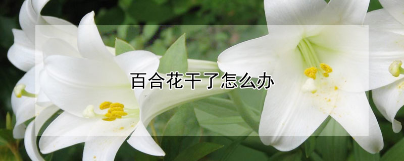 百合花干了怎么办 百合花怎么晾干
