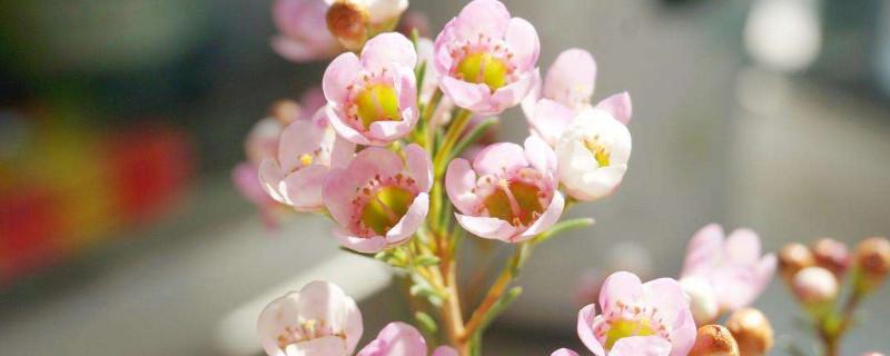 澳洲腊梅花语 澳洲腊梅花语放家里好吗