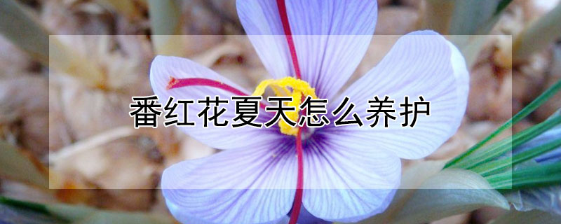 番红花夏天怎么养护（番红花夏季怎么养）