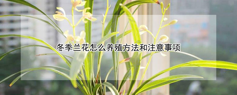 冬季兰花怎么养殖方法和注意事项（冬季养兰花的具体方法）