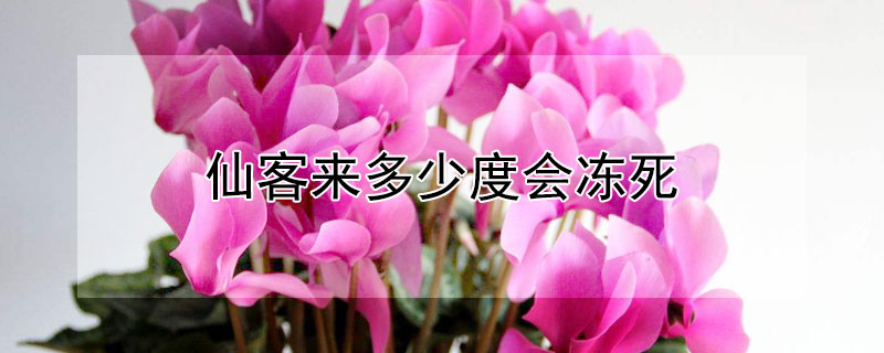 仙客来多少度会冻死 仙客来几度会冻死