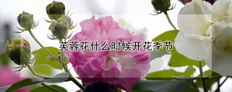 芙蓉花什么时候开花季节 芙蓉花开花季节是什么时候