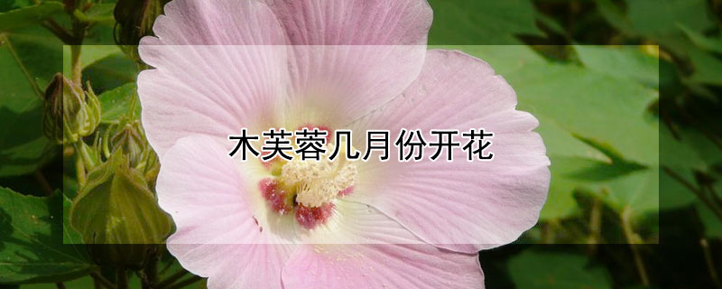 木芙蓉几月份开花（木芙蓉花期在几月）