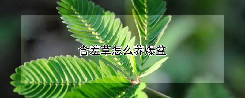 含羞草怎么养爆盆（含羞草怎么养殖）
