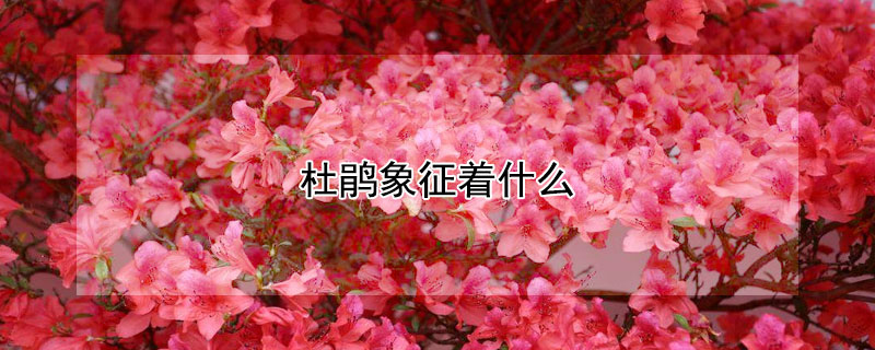 杜鹃象征着什么 古诗中杜鹃象征着什么