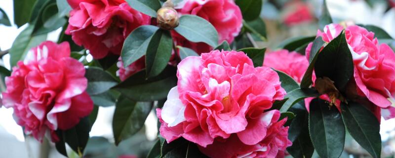 山茶花花语及代表意义（红色山茶花花语及代表意义）