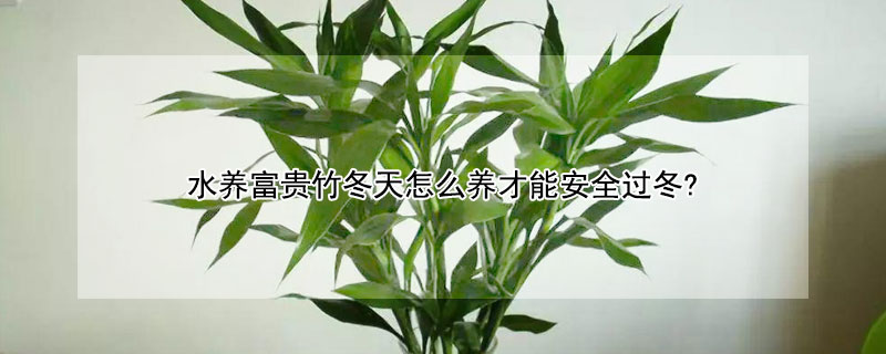 水养富贵竹冬天怎么养才能安全过冬?（冬天怎样养富贵水竹）