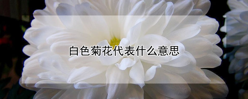 白色菊花代表什么意思 白色的菊花代表什么意思?