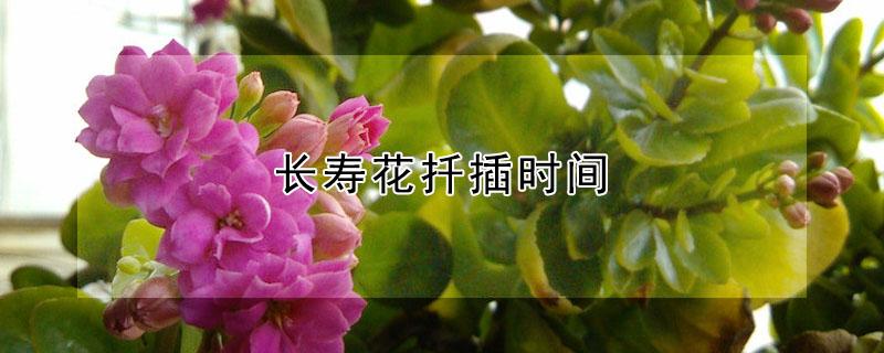 长寿花扦插时间 长寿花的什么时候扦插