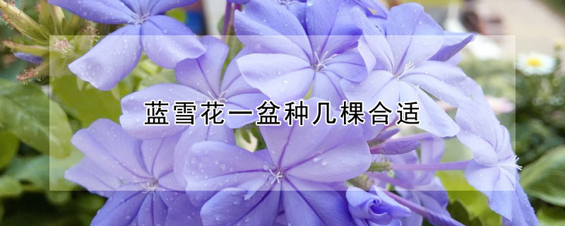 蓝雪花一盆种几棵合适（蓝雪花种什么花盆好看）