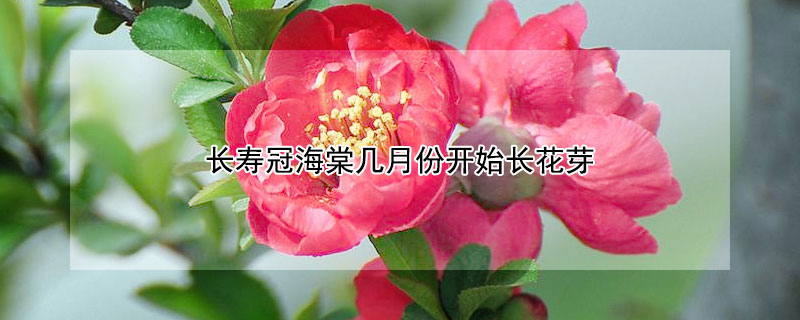 长寿冠海棠几月份开始长花芽(长寿冠海棠花芽几月份形成)
