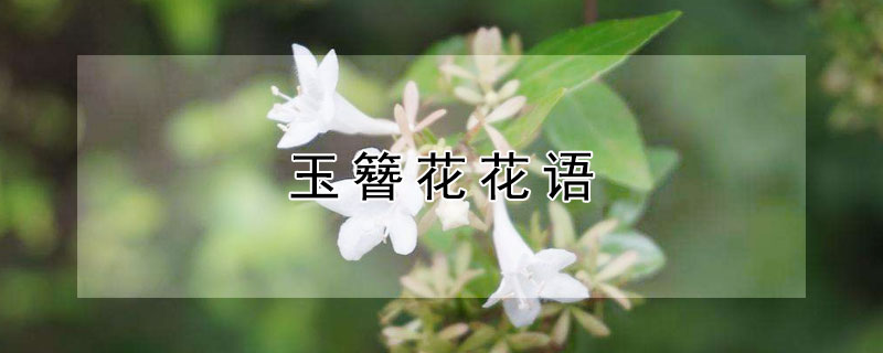 玉簪花花语（玉簪花花语寓意花）