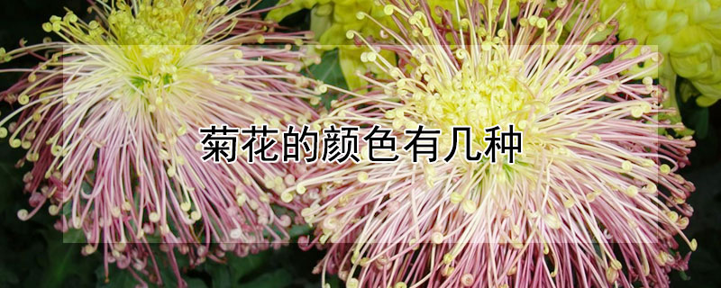 菊花的颜色有几种（菊花的颜色有几种分别是什么）