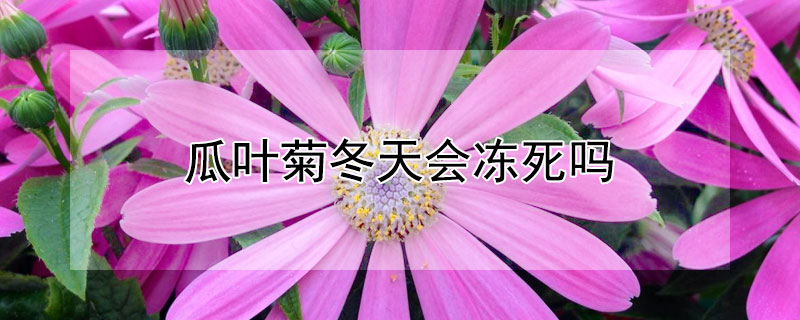 瓜叶菊冬天会冻死吗（瓜叶菊怕冻吗）