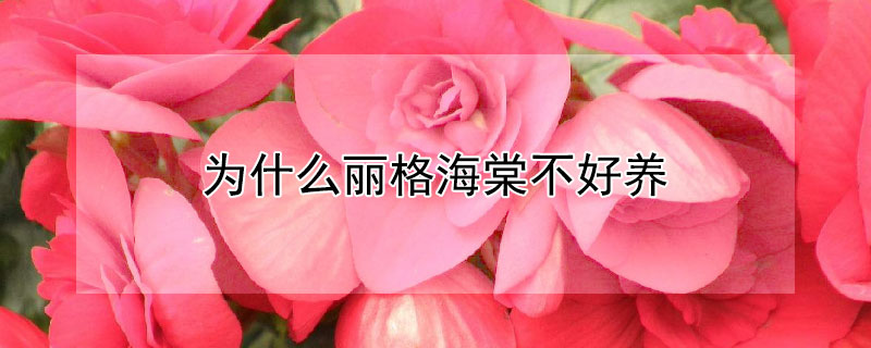 为什么丽格海棠不好养（为什么丽格海棠不好养秒懂视频）