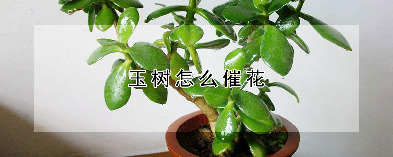 玉树怎么催花(玉树怎么养护才能开花)