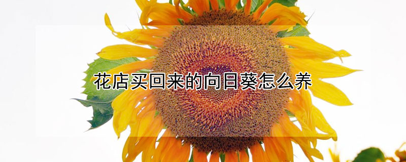 花店买回来的向日葵怎么养（花店里买的向日葵能不能养活）