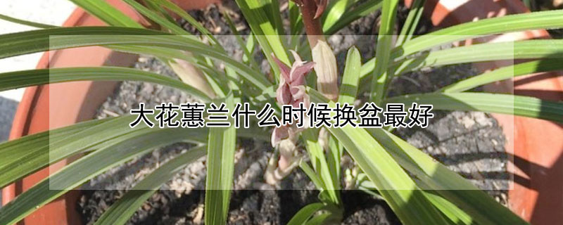 大花蕙兰什么时候换盆最好（大花蕙兰开完花怎样换盆）