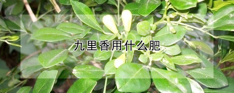 九里香用什么肥（九里香用什么肥料对她生长最好）