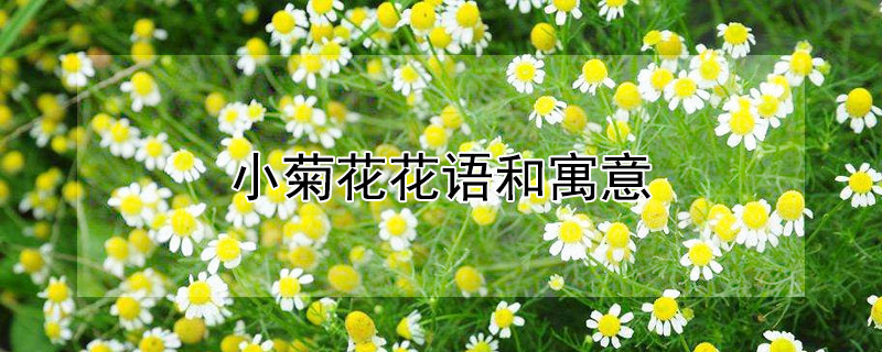 小菊花花语和寓意（小菊花的寓意）