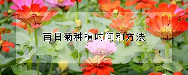 百日菊种植时间和方法 百日菊的养殖方法