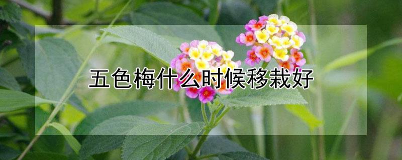 五色梅什么时候移栽好 五色梅的养殖方法