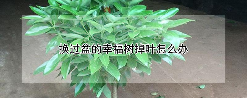 换过盆的幸福树掉叶怎么办（幸福树换了盆落叶怎么办）