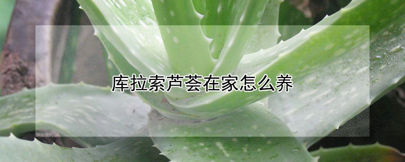 库拉索芦荟在家怎么养（库拉索芦荟怎样养）