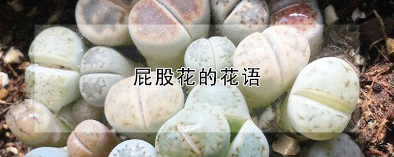 屁股花的花语 花花的花语